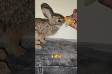 They Are Incredible #3 #bunny #rabbit #trending #animals #shorts #2022