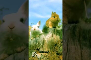 So cute rabbit and puppy. funny rabbit #rabbit #bunny