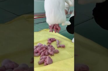 cute rabbit baby live  birth #rabbit #viral #shorts