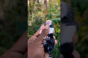 Baby rabbit teeth aren't like that #rabbit #cute #baby #babyrabbit #rills #shorts