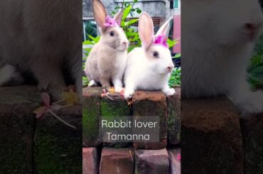 #shorts#bunny#rabbit#khorgosh#cute