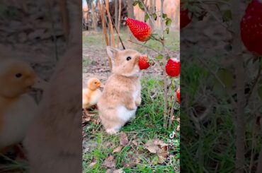 Cute #rabbit #viral #shorts #shortsfeed #ytshorts #pets #animals #tylorswift #love #cats #funny