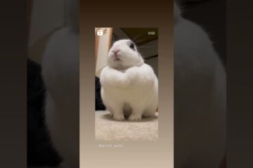 #bollywood #happyrabbit #cute #rabbit #diwaligreetings #petrabbit #pets #bunny