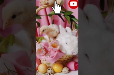 cute bunny eating cute rabbit cute baby rabbits playing freeding actvities baby rabbits pet status