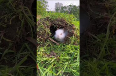 cute rabbit shorts | cute rabbit eating | cute rabbit baby #youtubeshorts