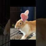 THIS Is What A Rabbit Laugh Sounds Like? #shorts #rabbit