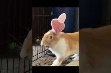 THIS Is What A Rabbit Laugh Sounds Like? #shorts #rabbit