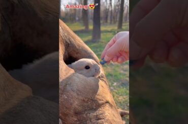 so cute Rabbit' subscribe my new channel please https://youtube.com/@Khushi25148?si=-DvwjwZQkPk0gMLy