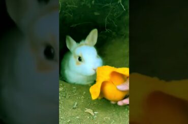 So cute rabbit. rabbit eats mango #rabbit #bunny