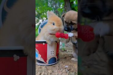 Cute Bunny and Cute Puppy #rabbitbunny #rabbit #pets #puppy #puppies #bunny #cute #cutebunny