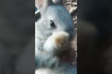 baby bunny screaming