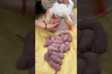 cute rabbit #cute #shorts