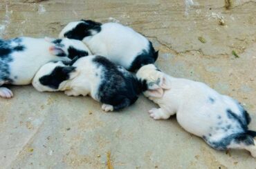 The cutest baby bunny rabbit | amazing born baby bunny rabbit
