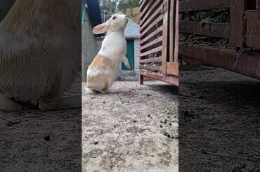 #cute  #rabbit #virel #bunny #shortsfeed #shorts #trending