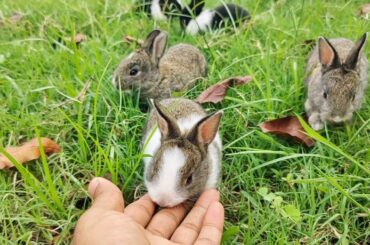 Baby bunny rabbit | Cutest baby rabbits Happy