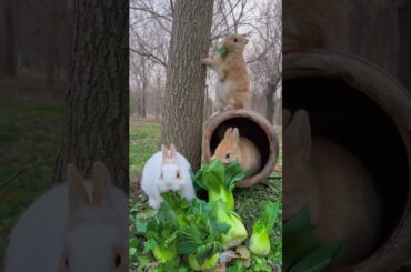 Cute baby rabbits eating always #cute  #rabbit #pets #animals #shrots #shorts #puppies #babyanimals
