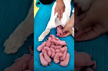 Rabbit growth - Baby BUNNY 1 To 14 Days #pets #cute