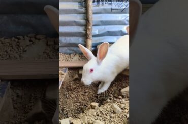 rabbit rabbit #cute #bunny #viral #friends #pets