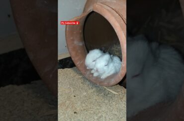 Mother Rabbit With Cute Bunnies#pets #love #cute #bunny #rabbits #babies