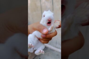 Rabbit Baby Born to One week #rabbit #cutebaby #youtubeshort #minizoo