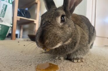 “your” tangerine? nope, ain’t seen it