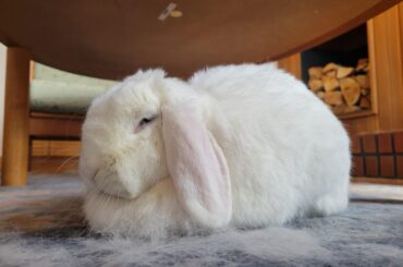 Soft and Crumbly Loaf