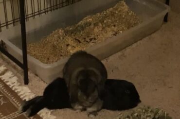 they slept like this and then did a BIG stretch