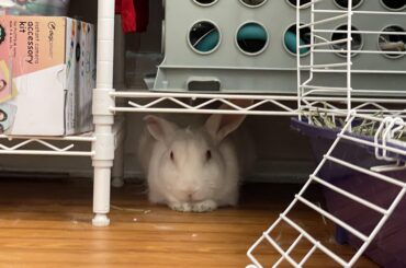 Hiding from the Fur Fetcher