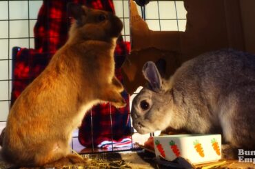 Bunnies Making Sure Shelter Is Secure