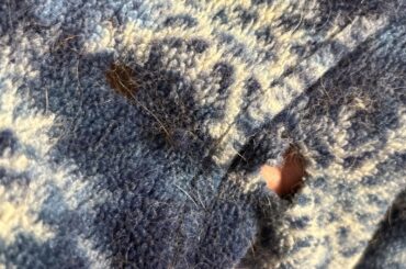 Bunny air conditioned my pullover. I let her out onto my couch for some enrichment time. I was happy to see that she didn’t pee or poop on the couch, until finding this.