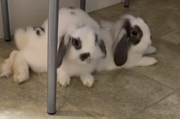 All the rugs in the world, and yet…