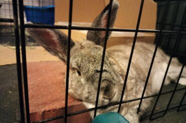 Wedged between her playpen toilet, a fence and a brick.