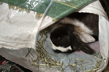 Sleepy after a snack