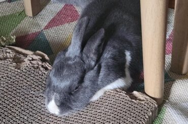 My lil gray guy snoozing