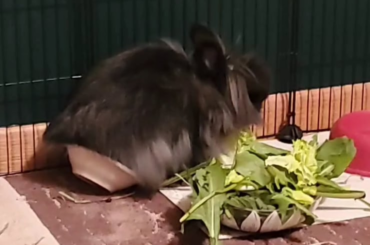 If you insist, Eevee