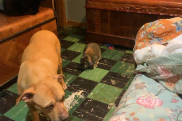 This is Mr. Bunns, he jumps on my bed and likes to steal my glasses.