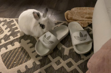 This is Sugar. He is a shoe pervert. He bites my plastic toenails and scratches my feet.