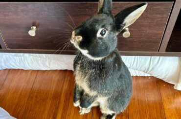 Hi everybunny ! 🐰❤️