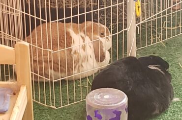 Looks like I walked into a marital spat between these two