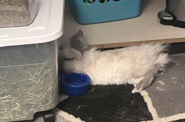 ah yes, face pressed against the hay container