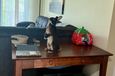 Sammy doing his best impression of home decor 😃