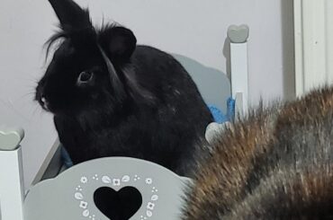 My name is Mariah. My landlord (who I haven't paid a penny, by the way!) accuses me of bypassing every attempted barrier to get stuck under the couch then stomping at her like it's her fault. Can you believe this slander?