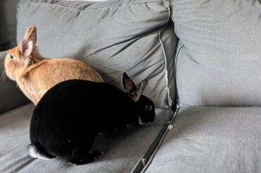 No Santa-paws this year