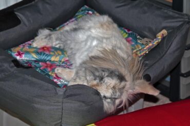 Lying on his toys with his head hanging out of the basket, Dylan naps on...........