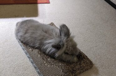 Cadbury carved himself a bunneton