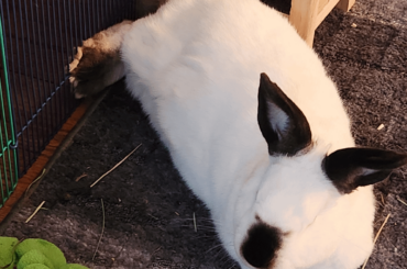 is that really comfortable for his feet? lol