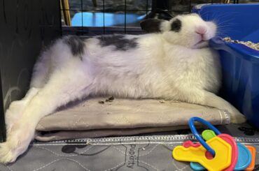 ping has been laying this exact way for 30 minutes… is it really that comfortable