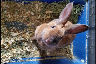 Who kicked all the hay and litter onto the floor? Not me...