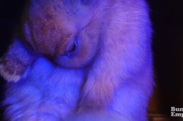 A Little Grooming For Baby Bun