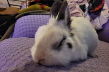 Tyrion likes to pee on his humans. Help me guilt trip this adorable little buffoon!